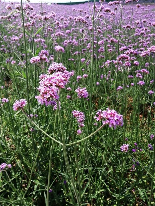 成都周边新晋网红打卡地-无影教堂