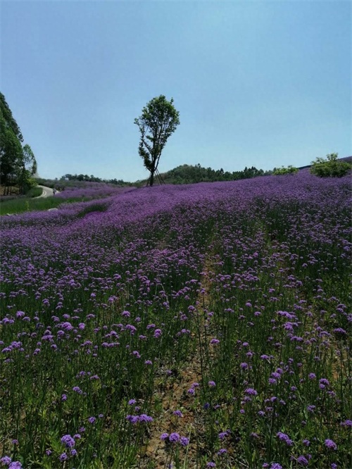 成都周边新晋网红打卡地-无影教堂