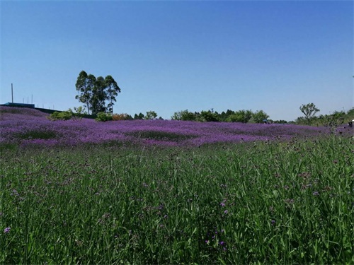 成都周边新晋网红打卡地-无影教堂