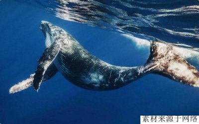 ​科学家拍到罕见鲸落画面：鲸尸沉至海底，章鱼、蠕虫在大快朵颐！