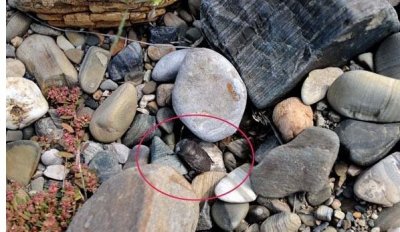 ​“臭名远扬”的打屁虫也能做“下酒菜”？而且价格不菲、很上档次