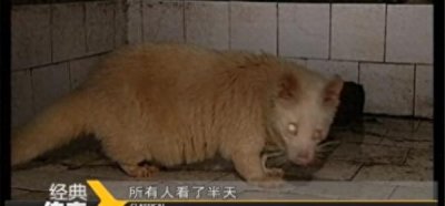 ​江西老汉活捉“神兽六不像”，有人出价500万，专家警告：不能卖