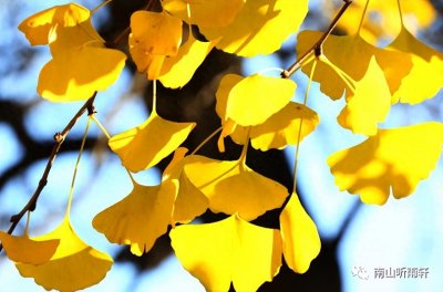 ​十五首有关银杏的诗词，每一首都是一幅绝美画卷，犹如冬日的童话