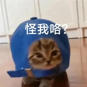 ​猫猫表情包：萌化你的心