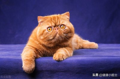 ​每日一宠：加菲猫的特征