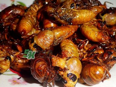 ​知了龟多少钱一斤？知了龟多少钱一个？