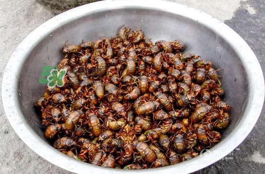 知了龟多少钱一斤？知了龟多少钱一个？