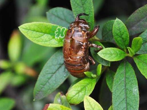 知了龟多少钱一斤？知了龟多少钱一个？