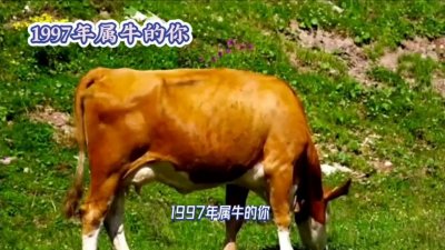 ​1997年出生的属牛人，你的爱情、事业和运势会有怎样的变化？