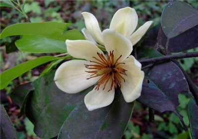 ​乐昌含笑是园林应用的扛把子，观赏性极强，颇受人们喜爱？