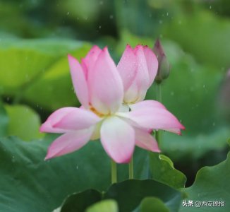 ​没有一位妈妈，可以拒绝这组荷花头像