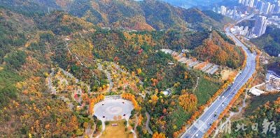 ​这里的梧桐黄了，快来张湾区拥抱“美拉德”系的初冬