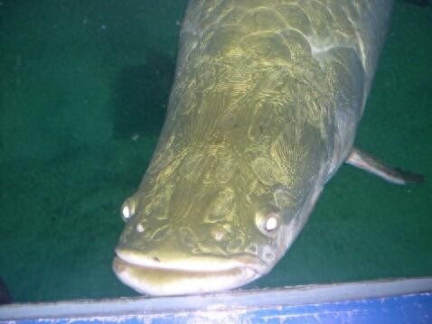 会咳嗽的巨骨舌鱼，凶猛狠毒爱吃人舌头上都有牙齿