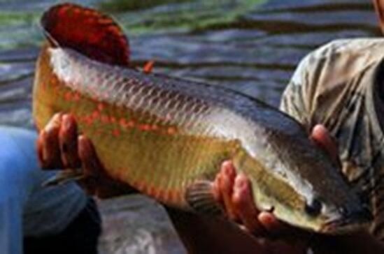 会咳嗽的巨骨舌鱼，凶猛狠毒爱吃人舌头上都有牙齿