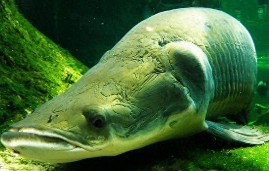 会咳嗽的巨骨舌鱼，凶猛狠毒爱吃人舌头上都有牙齿