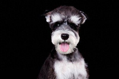 ​＂雪纳瑞犬：忠诚与智慧的完美伴侣＂