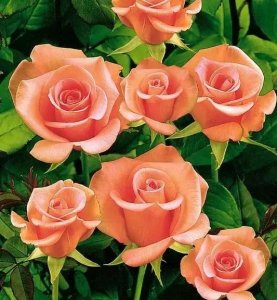 ​一首经典老歌陈瑞《风干的玫瑰》久久不能忘怀的声音！