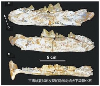 ​填补历史空白！甘肃现猛兽剑齿虎化石，千万年前灭绝原因或再现？