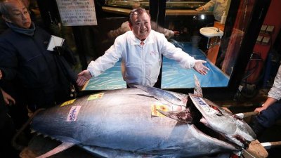 ​金枪鱼多少钱一斤(正宗金枪鱼多少钱一斤)