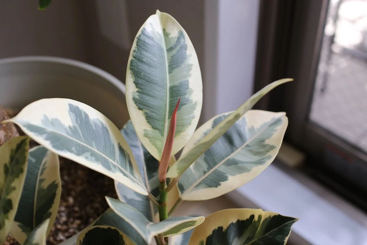 橡皮树掉叶子怎么办（橡皮树掉叶子的原因和处理方法）