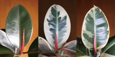 ​橡皮树掉叶子怎么办（橡皮树掉叶子的原因和处理方法）