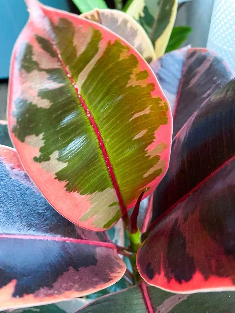 橡皮树掉叶子怎么办（橡皮树掉叶子的原因和处理方法）