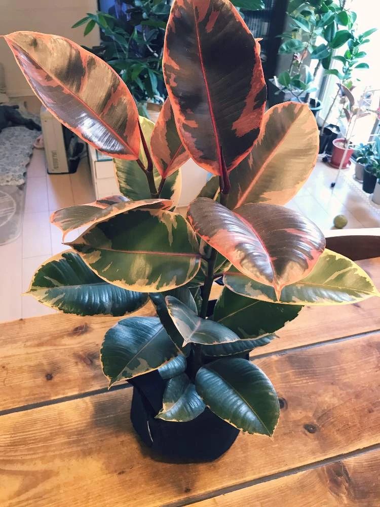 橡皮树掉叶子怎么办（橡皮树掉叶子的原因和处理方法）