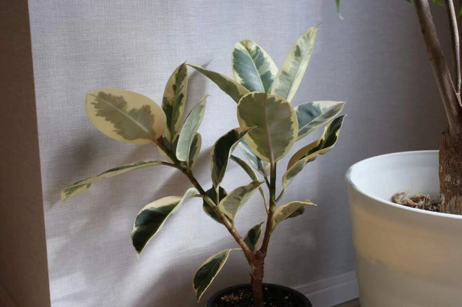 橡皮树掉叶子怎么办（橡皮树掉叶子的原因和处理方法）