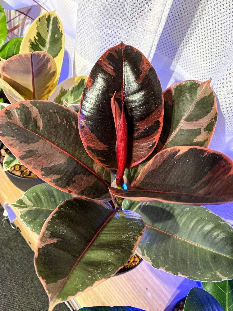 橡皮树掉叶子怎么办（橡皮树掉叶子的原因和处理方法）