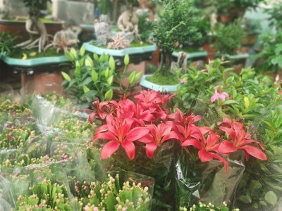 ​送百合花代表什么意思