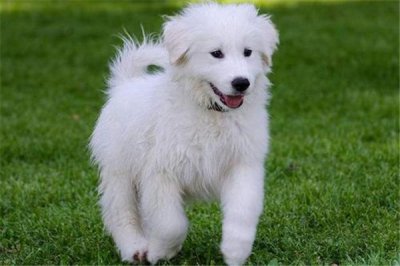 ​小白熊狗多少钱一只，影响小白熊犬价格的因素