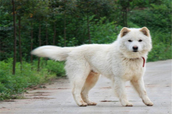 小白熊狗多少钱一只？血统越纯价格越贵（赛级最贵）