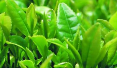 ​龙井茶的传说故事