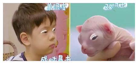霍思燕的猫咪小玉，很多人都说很可怕太丑了，居然是这么宝贝