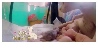 霍思燕的猫咪小玉，很多人都说很可怕太丑了，居然是这么宝贝