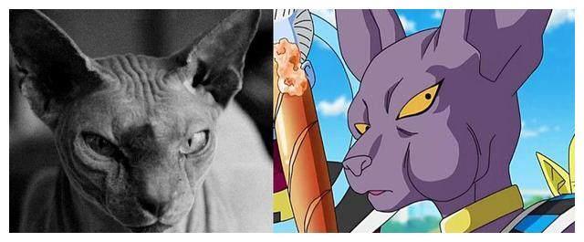 霍思燕的猫咪小玉，很多人都说很可怕太丑了，居然是这么宝贝