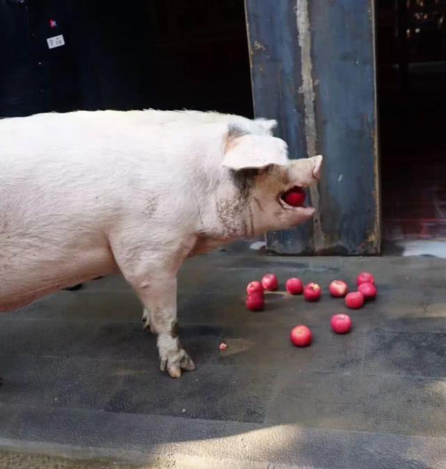 猪坚强的标本在哪里(靠雨水和木炭活下来)(3)