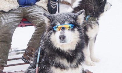 ​雪橇三傻是哪三种？了解这些狗狗后，你还会觉得它们傻吗？