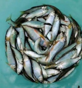 ​夏季山间溪流钓石斑。老钓鱼人来教你爽钓溪石斑五大知识重点